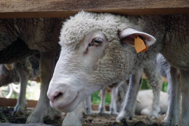 Beyaz koyun - kafaya yakın plan