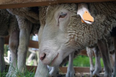 Beyaz koyun - kafaya yakın plan