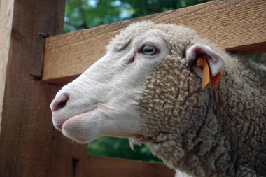 Koyunlar kafalarını tahta çitlerden geçiriyorlar.