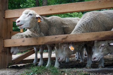 Koyun sürüsü ve tahta çit