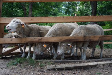 Koyun sürüsü ve tahta çit