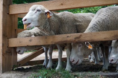 Koyun sürüsü ve tahta çit