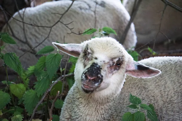 Young white sheep, lamb - close-up on head