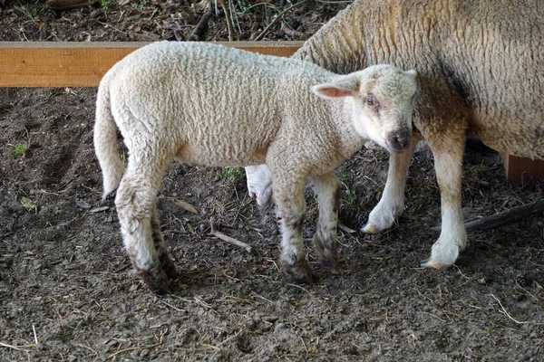 Young White Sheep Lamp Side View — Stock Photo, Image