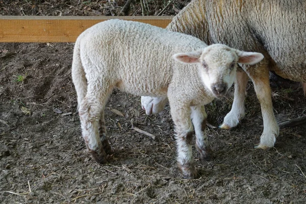 若い白い羊 ランプ サイドビュー — ストック写真