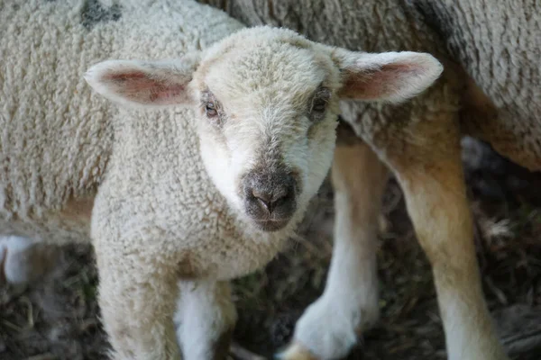 Young White Sheep Lamb Close Head — Stock Photo, Image