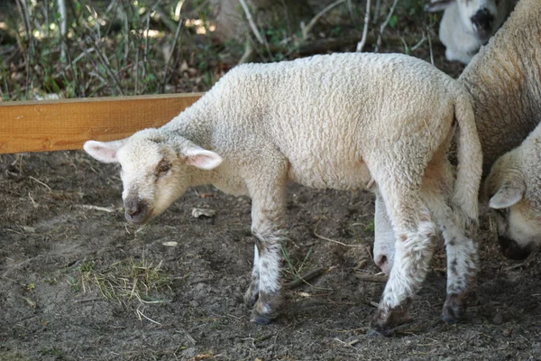 Junge Weiße Schafe Lampe Seitenansicht — Stockfoto