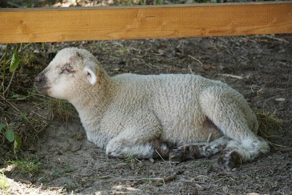 Young White Sheep Lamp Laying Ground — Stock Photo, Image