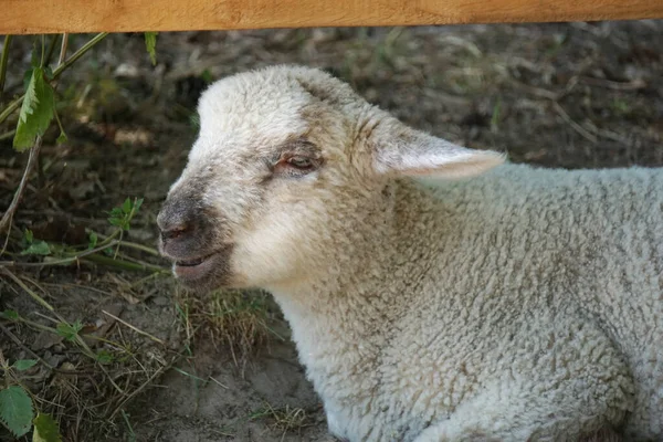 Junge Weiße Schafe Lamm Großaufnahme Auf Dem Kopf — Stockfoto