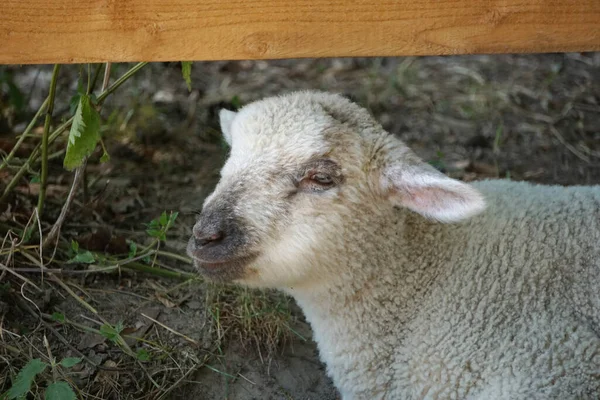 Young White Sheep Lamb Close Head — Stock Photo, Image