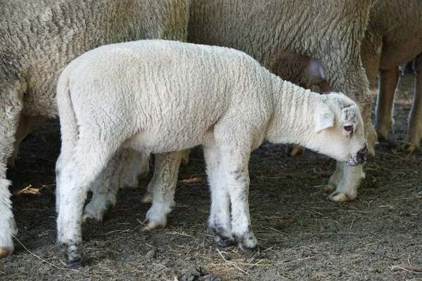 Молодая Белая Овца Лампа Вид Сбоку — стоковое фото