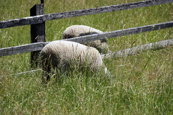 Duas Ovelhas Comendo Grama Pasto — Fotografia de Stock