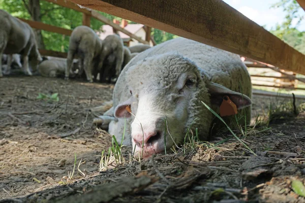 Koyun yerde yatıyor - kafaya yakın plan
