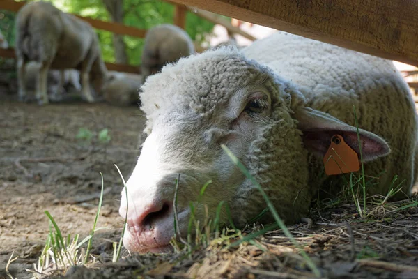 Owce Układające Się Ziemi Zbliżenie Głowę — Zdjęcie stockowe
