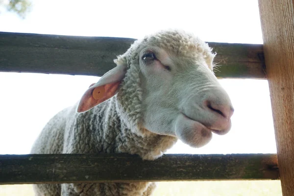 Beyaz koyunlar kafalarını tahta çitlerden geçiriyorlar.