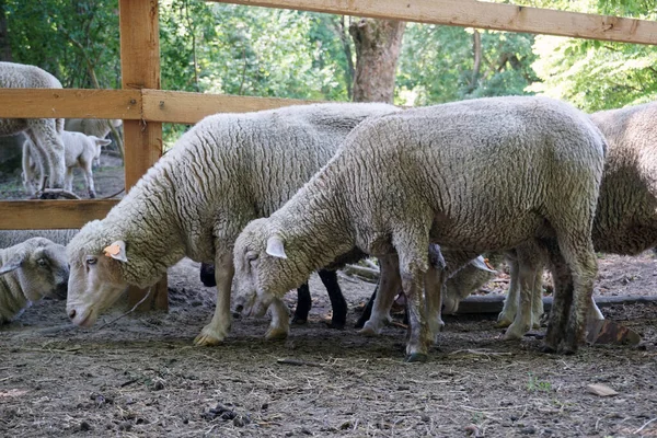 Çiftlikte koyun, ahşap çit