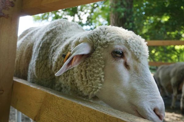 Beyaz koyun - kafaya yakın plan