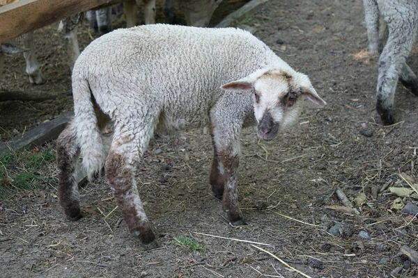 Genç Beyaz Koyun Çiftlikte Kuzu — Stok fotoğraf