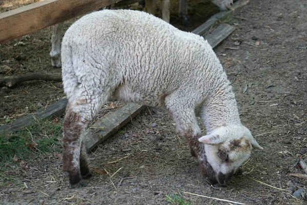 Young White Sheep Lamb Farm — Stock Photo, Image