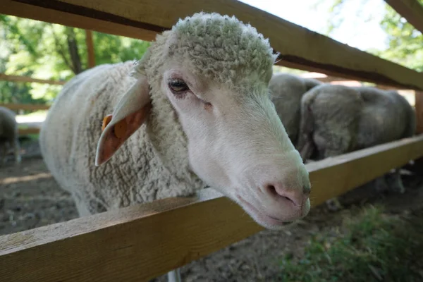 Beyaz koyunlar kafalarını tahta çitlerden geçiriyorlar.