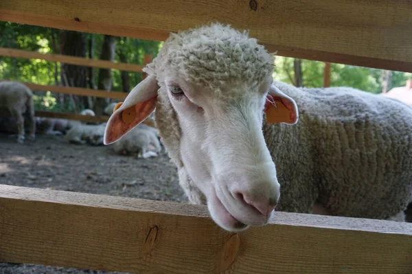 Witte Schapen Steken Hoofd Door Houten Hek — Stockfoto