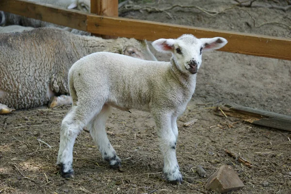 Young White Sheep Lamb Side View — Stock Photo, Image