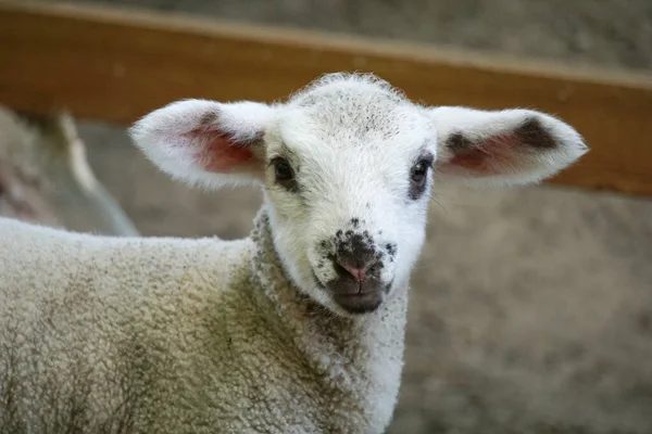 Lamb Young White Sheep Close Head — Stock Photo, Image