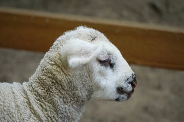 Jonge Witte Schapen Lam Close Het Hoofd — Stockfoto