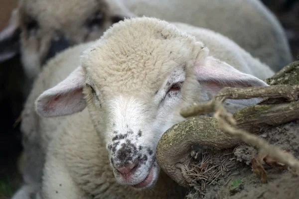 Lamsvlees Jonge Witte Schapen Grond — Stockfoto