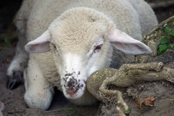 Lamb Young White Sheep Laying Ground — Stock Photo, Image