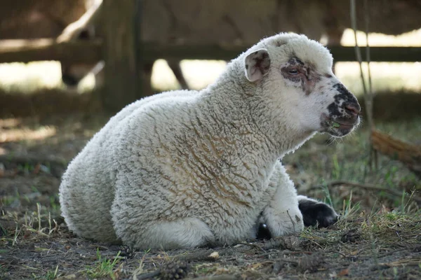 Lamb Young White Sheep Laying Ground — Stock Photo, Image