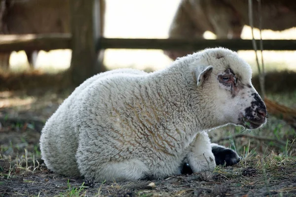 Lamb Young White Sheep Laying Ground — Stock Photo, Image