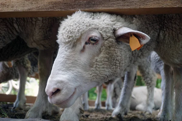 Beyaz koyun - kafaya yakın plan