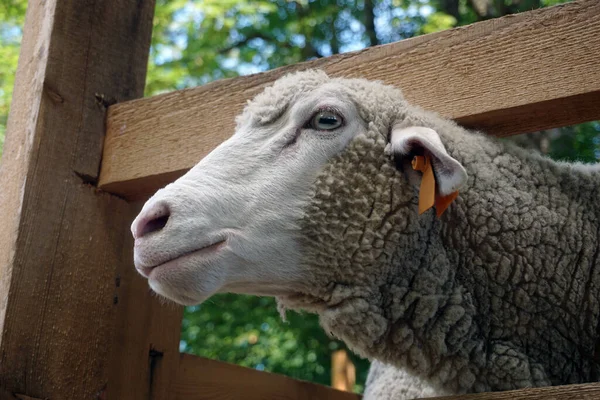 Koyunlar kafalarını tahta çitlerden geçiriyorlar.