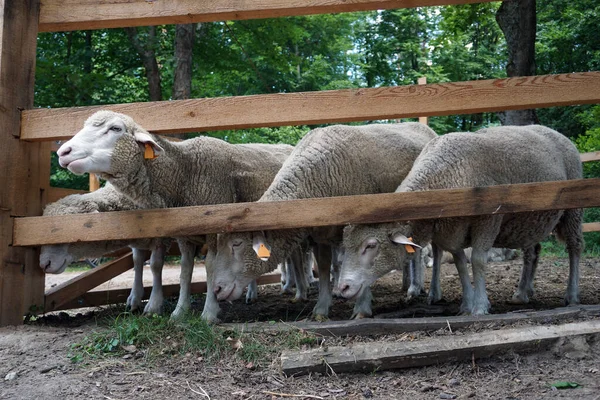 Koyun sürüsü ve tahta çit