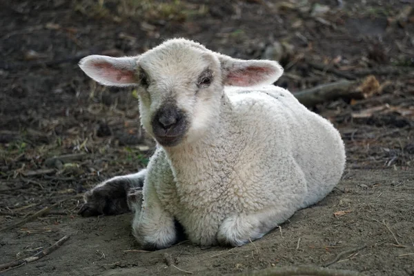 Lamm Unga Vita Får Som Ligger Marken — Stockfoto