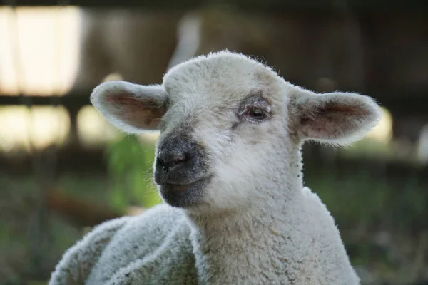 Lamb - young white sheep - close-up on head
