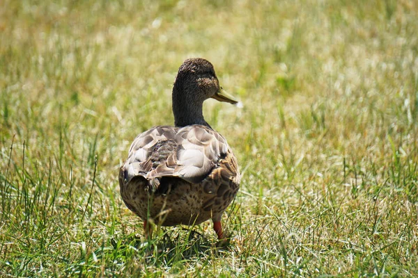 Pato Mallard Marrom Andando Grama — Fotografia de Stock