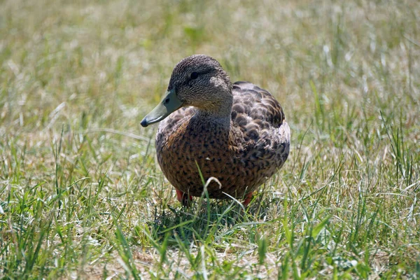 Canard Colvert Brun Marchant Sur Herbe — Photo