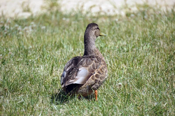 Brown Mallard Duck Walking Grass — Stock Photo, Image
