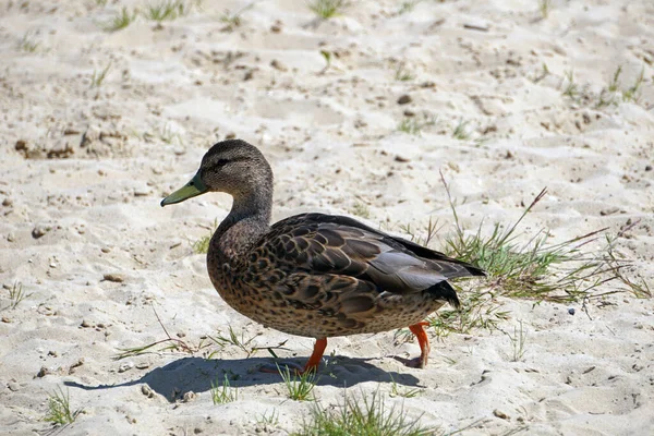 Καφέ Πάπια Mallard Πόδια Στην Άμμο — Φωτογραφία Αρχείου