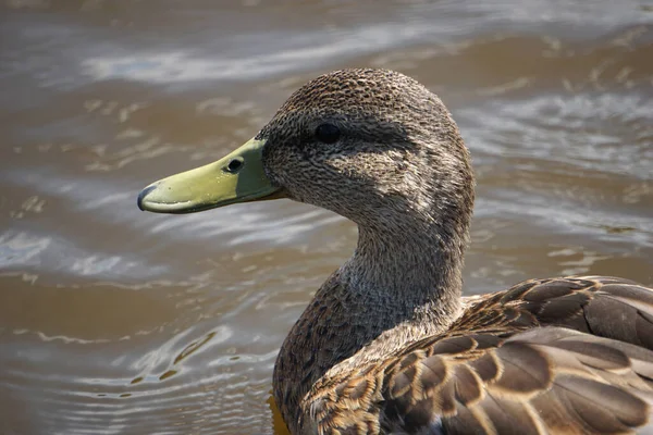 Brown mallard duck on water - close-up on head