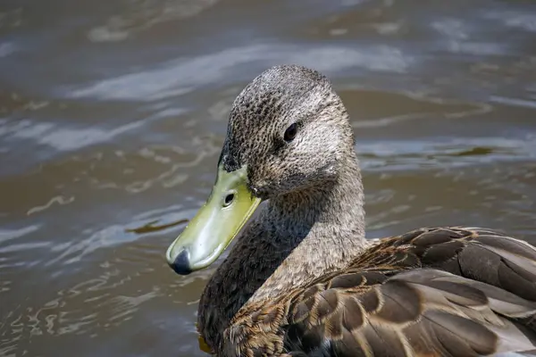 褐色野鸭在水面上 头部特写 — 图库照片
