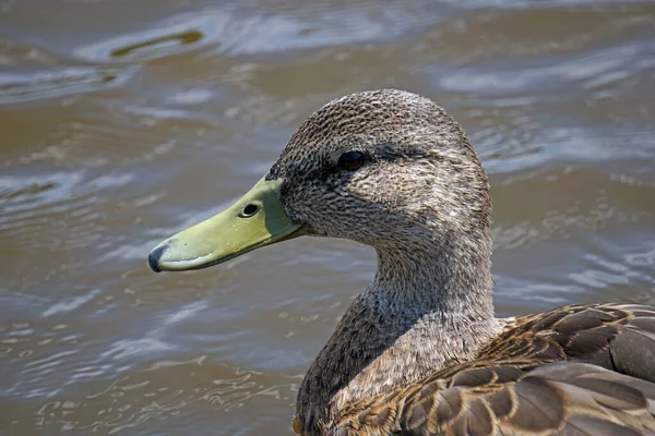 Brown mallard duck on water - close-up on head