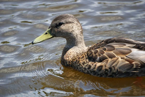 Brown mallard duck swimming on water