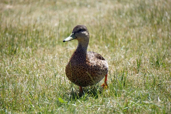 Pato Mallard Marrom Andando Grama — Fotografia de Stock