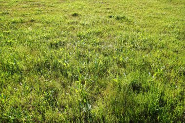 Yazın çayırdaki çimenler