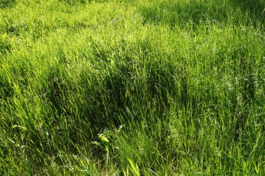 Yazın çayırdaki çimenler