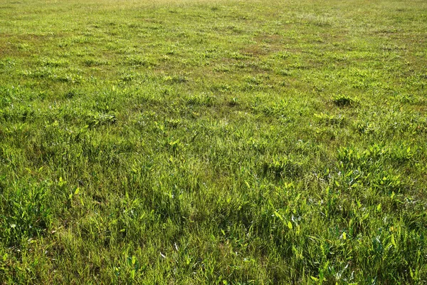 Gras Auf Der Wiese Sommer — Stockfoto