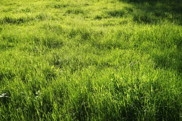 Gras Auf Der Wiese Sommer — Stockfoto